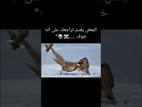 تابعني لترى الافضل ان شاء الله #متابعة✅_لايك🤍_تعليق📝_اكسبلور🔥 thumbnail