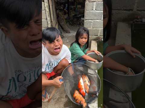 IKAN MAS KOI MANG UNI PADA MENINGGOY thumbnail