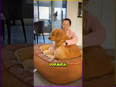 Ce Chien Ne Veut Pas Lâcher Son Nouveau Lit thumbnail