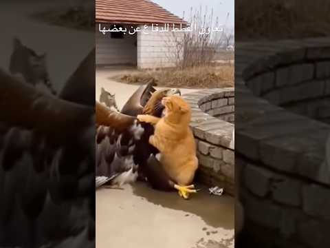 لقطة اليوم : تعاون القطط للدفاع عن بعضها thumbnail