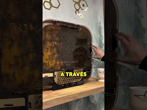 MIEL de TU PROPIA COLMENA de ABEJAS 🐝🍯 #shorts #animal #curiosidades #wow #abejas thumbnail