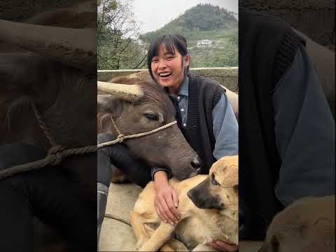 Cewek ini temenan bestie-an sama sapi🤣 #shortviral thumbnail