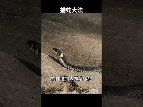驚掉下巴的捕蛇絕招！野外遇毒蛇，這樣做，有99%的生存機率 [She's Xiaowu 小烏] thumbnail