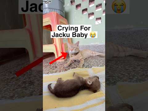 Billa Crying For Jacku Baba ? thumbnail