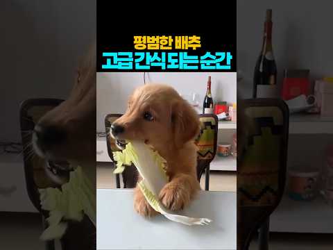 ❤️200만뷰❤️개 풀 뜯어 먹는 소리.. 근데 좋아 ㅎㅎ~❤️#강아지 #댕댕이 #애견영상 thumbnail