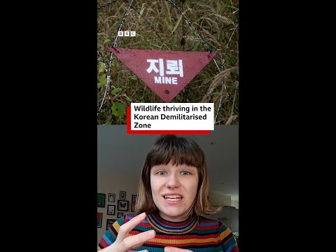 The Korean Demilitarised Zone: a place with outstanding biodiversity - BBC World Service #shorts thumbnail