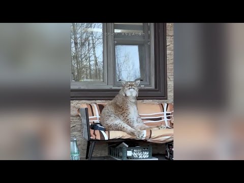 委屈的猞猁，為了頓頓飽，於是沒辦法 #神奇動物 #動物科普 #萬物皆有靈性 #動物的迷惑行為 thumbnail