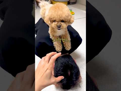 시각장애인 아빠 지켜주는 천재견 반응 #시트콤 thumbnail