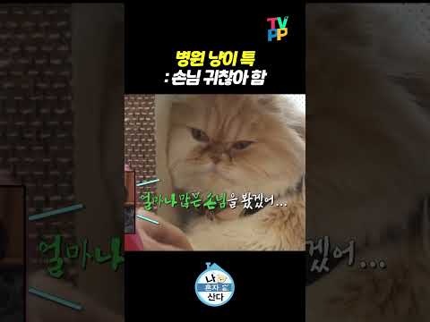 【#TVPP】 병원 냥이 시크한 이유 | 나혼자산다 | TVPP | MBC 240412 방송 외 thumbnail