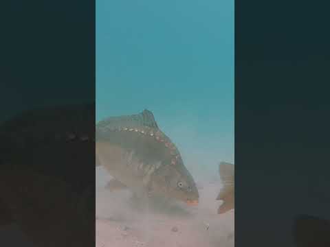 Small Carp = No Bite Indication thumbnail