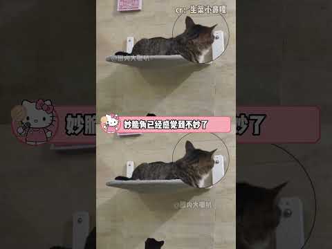 咪：吸盘看着也没问题，为什么有种不详感挥之不去呢#猫咪 #万万没想到  #搞笑 thumbnail