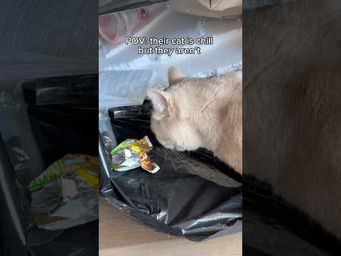 Cats don’t care 🤷🏻‍♂️ #cats #catsofyoutube #funnycats #catlovers #petlovers #funnyanimals thumbnail