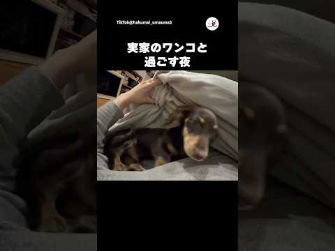 実家ではワンコと一緒に…💤｜PECO thumbnail