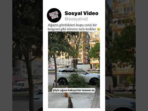 Ağaçta gördükleri kuşu canlı bir belgesel gibi izleyen tatlı kediler ? thumbnail