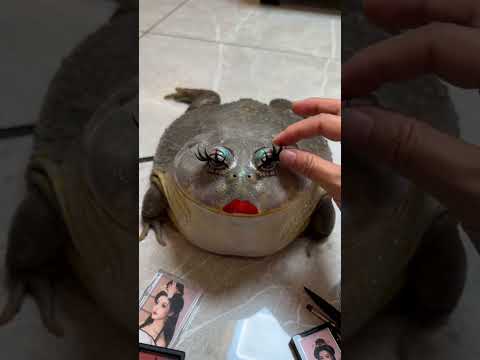 Trăn trở với "ếch mỹ nữ" #memevietnam #meme #funny #haihuoc thumbnail