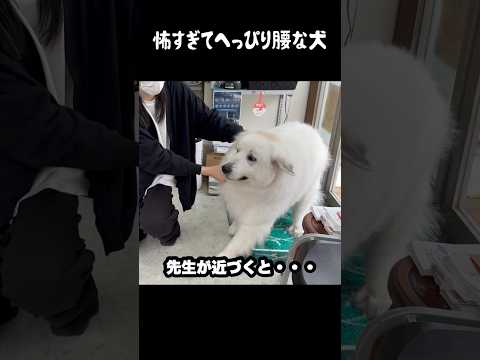 怖くてへっぴり腰がとまらない愛犬　#greatpyrenees #大型犬のいる生活 #大型犬 #大型犬と暮らす #グレートピレニーズ #ゴールデンレトリバー #犬のいる生活 #愛犬 #ペット thumbnail