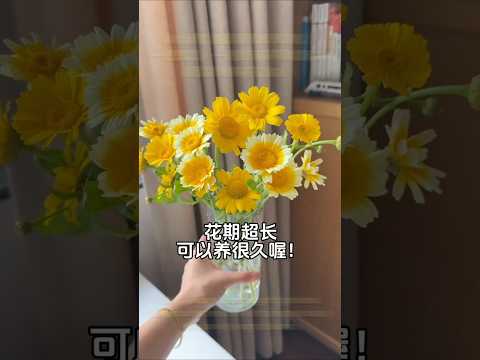 水培茼蒿超簡單教學来啦！一把茼蒿、一個奶茶杯再加清水，輕鬆實現鮮花自由！#水種植物#生活小貼士#鮮花 thumbnail