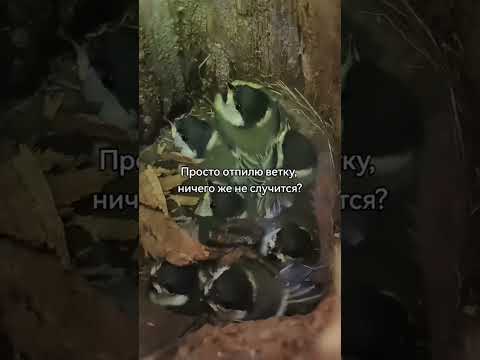 НИЧЕГО НЕ СЛУЧИТСЯ ЖЕ? | TikTok: aviaturg thumbnail