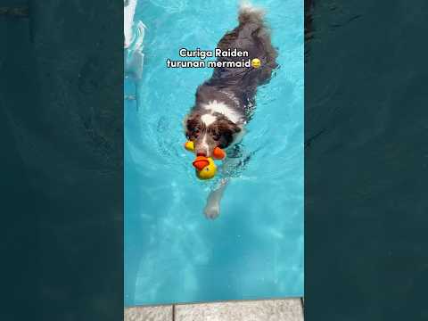 INI DOGGY ATAU IKAN SIH⁉️🤣 RAIDEN JAGO BANGET RENANG😍💦 #shorts #anjinglucu thumbnail