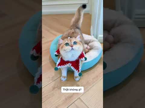 khi chú mèo trong nhà quá ám ảnh với việc ấp trứng thumbnail