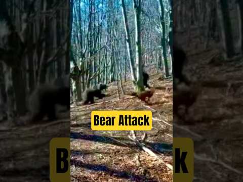 Grizzly Bear vs Axe 🐻 #shorts thumbnail