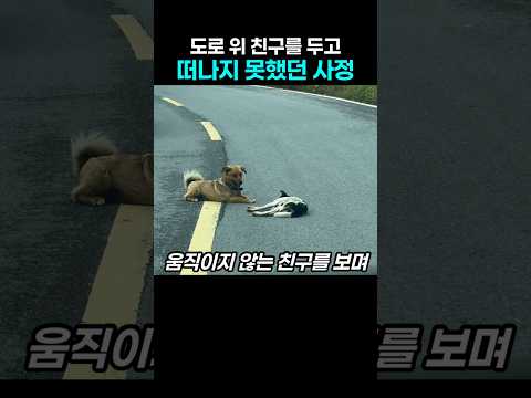 "어떡해 모르나봐.." 친구를 두고 떠날 수 없었던 반려견의 사정 thumbnail
