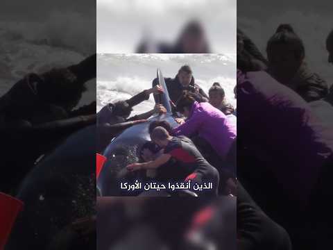 7 حيتان أوركا جنحت على الشاطئ thumbnail