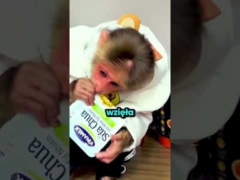 Ta małpka chciała się tylko pobawić z kotkami! 😭 thumbnail