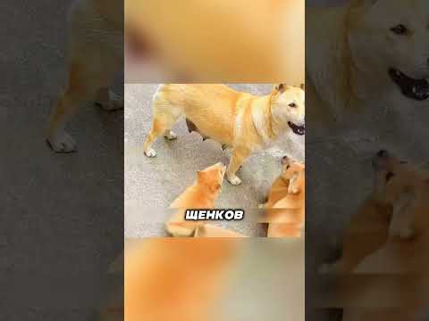 ПОСМОТРЕЛА на щенков и всё равно СЪЕЛА отравленное мясо ??❤️ thumbnail