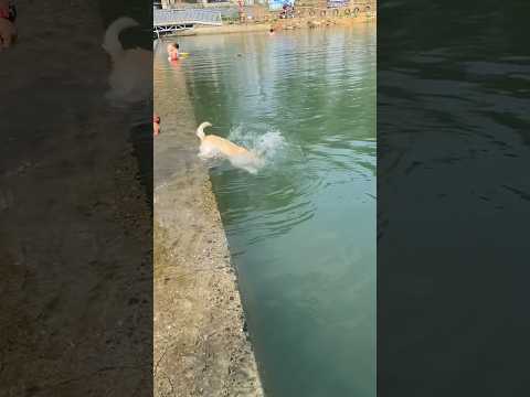 This dog can hold his breath longer than I can 😮❤️ thumbnail
