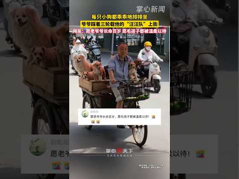 ?? 老爷爷踩三轮载流浪狗排排坐，网友祝长命百岁毛孩子被温柔对待 ?? Old Man Takes Layered Pack of Devoted Pups for a Tricycle Ride thumbnail