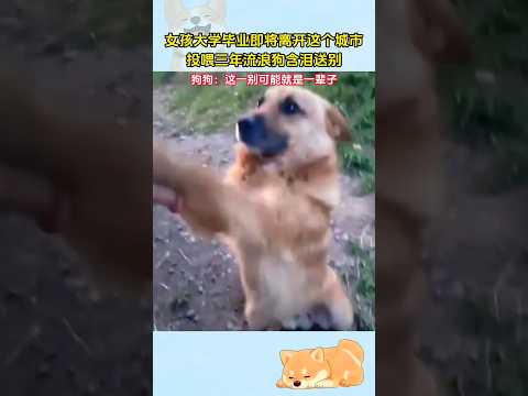 ?? 毕业季狗狗扒门求带走，投喂三年不舍离别 ?? Campus Dog Begs to Follow Graduating Student After 3 Years thumbnail