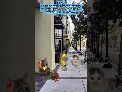 KOCIE MEMY 😼 POV: A miała być niespodzianka... #catmemes #koty #memy #relacje #relatable thumbnail