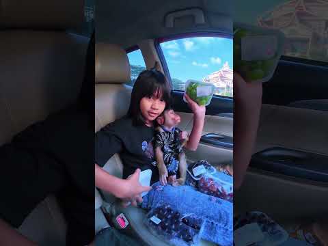 Gak sabaran bgt si Cia mau buah anggur 😁🤣 #shortvideo #short #monkey #monyet #funny thumbnail