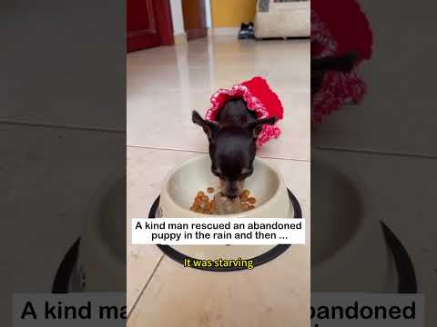 A Puppy in the Rain#lovestory #love #animals #wildliferescue #rescue #puppy #pets #dog #cute thumbnail