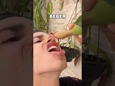 Bebi o líquido da planta carnívora?!😱 #shorts thumbnail