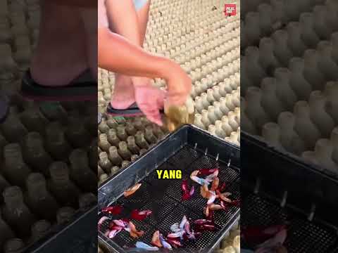 Mengapa Memaksa Ikan Hidup Masuk ke Botol Kecil? thumbnail