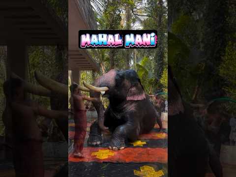 குட்டி கோல்டு ? அர்னால்டு ? டேய் பாga நீ தன்மானத்தோடு வாழ நினைக்கணும் சொல்லுவியா டா ? thumbnail