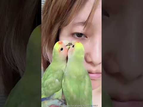 İki papağan doktorun işini devraldı 😍🦜 thumbnail