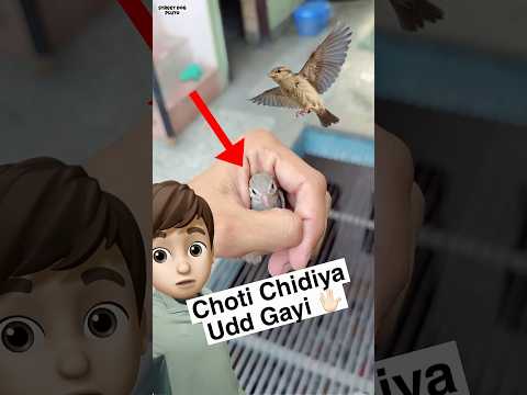 Small Bird Fly Away But ‼️ thumbnail
