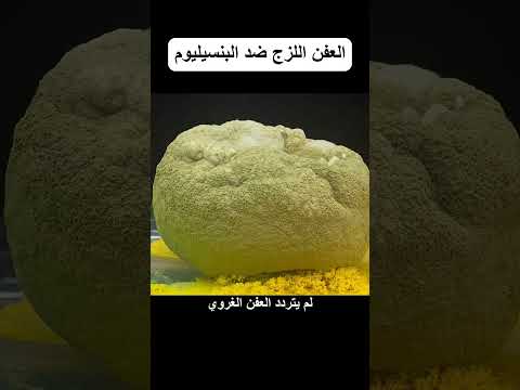 العفن اللزج ضد البنسيليوم thumbnail