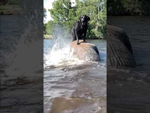#dog #elephant #bffs #cute #animals thumbnail