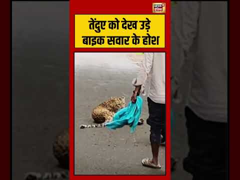Viral VIdeo | तेंदुए को देख उड़े बाइक सवार के होश | #viralvideo #viralnews #shorts thumbnail