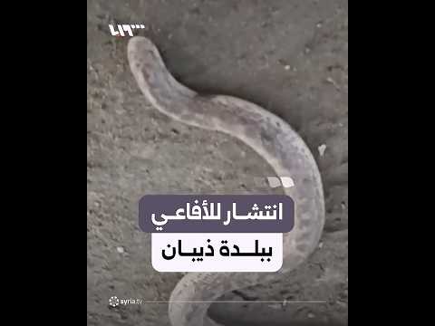 رصد انتشار للأفاعي النهرية في بلدة ذيبان بريف دير الزور thumbnail