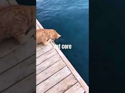 cat core #shorts #cat thumbnail