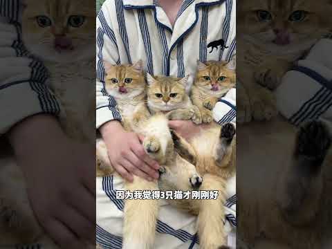 【牛奶是只猫】一模一样的猫养那么多只，真的要分不出来了 thumbnail