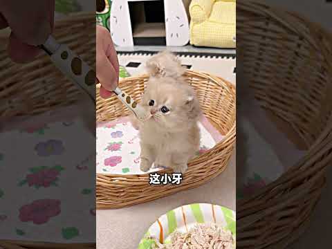 小猫换牙乱咬，结果咬人像挠痒痒? thumbnail