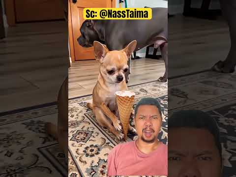 Ice cream nya dimakan Papa DOGGIE!!(! #funny #comedy #shortvideo thumbnail