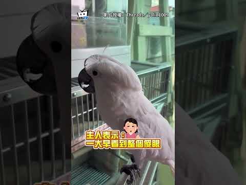 【昨晚經歷了什麼】巴丹鸚鵡頭頂「長出雙馬尾」　媽一早看傻眼：怎麼弄的啦！ #shorts thumbnail