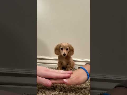 Les chiens contre le défi de la main ? thumbnail